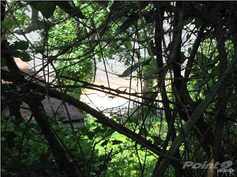 View of the bay through the tree line