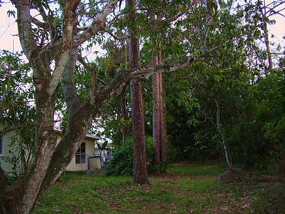 Trees in backyard
