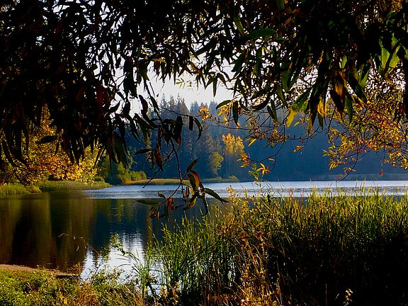 Public Lake White Pines
