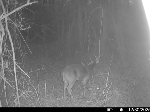 County Road 626, Booneville, MS 38829