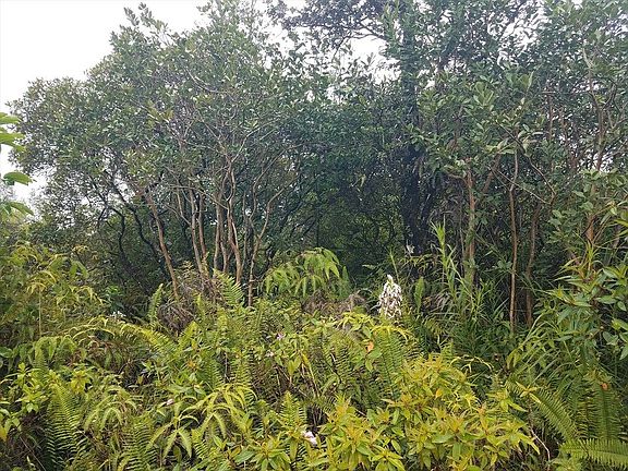 5th image of 16-2029 Mauna Kea Dr