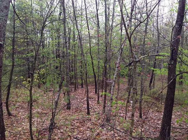 2nd image of 24 B Williams Road