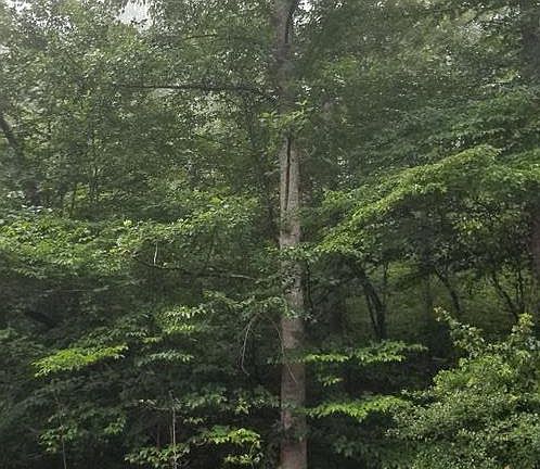 5th image of 26 Shady Oaks Dr Lot 26