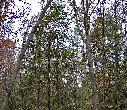 4th image of River Road