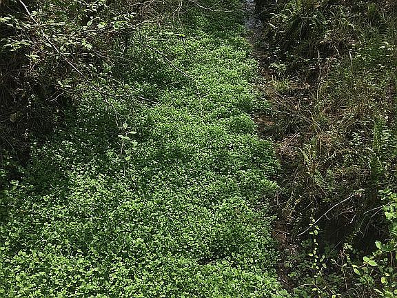 Water cress in the spring
