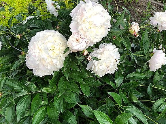 peonies front yard in May