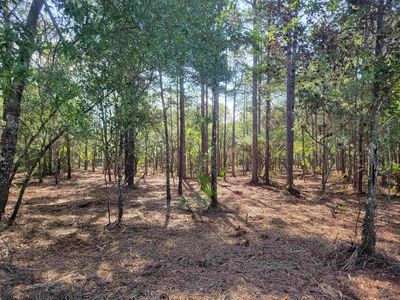 Xx Gentleman Rd, Panacea, FL, 32346