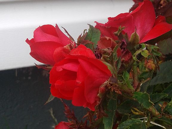 Roses