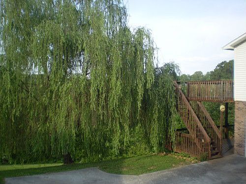 2nd image of 1826 Rosa Cir