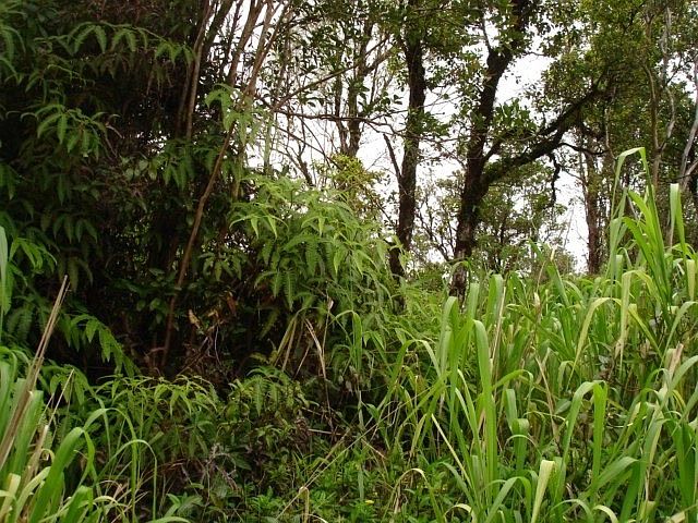 1st image of Wailele St Lot 48