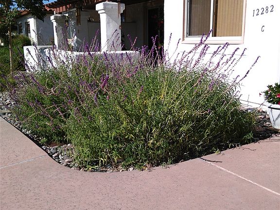 3rd image of 12282 Paseo Lucido APT C