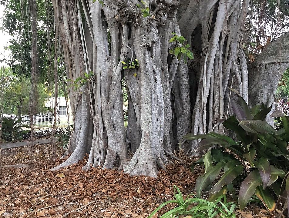 Historical Banyan Tree 
