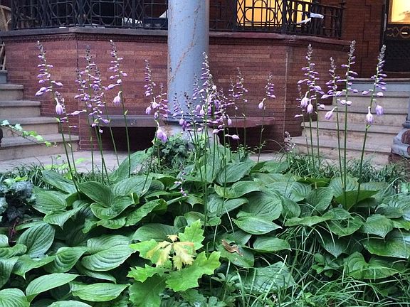 Front garden