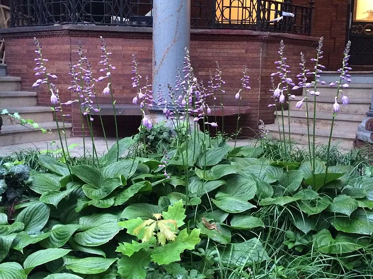 Front garden