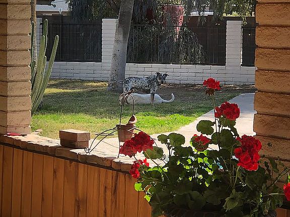 3rd image of 7305 W Villa Theresa Dr