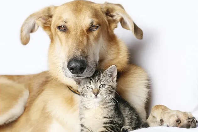 Cats & dogs welcome