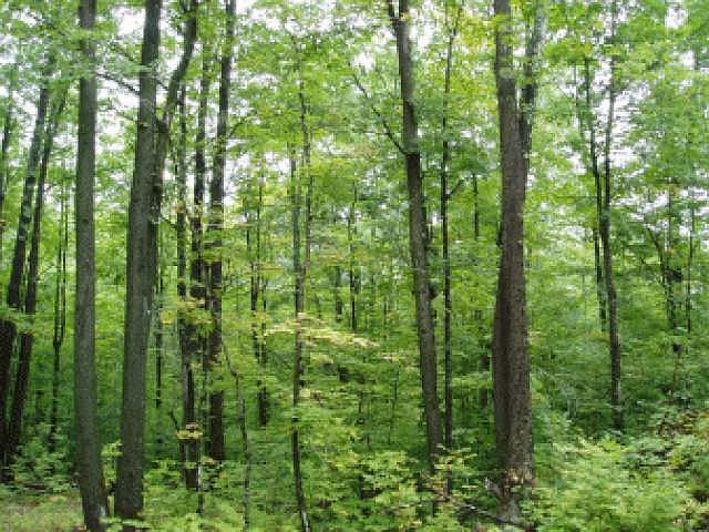 2nd image of On Deer Trail Acres Ln