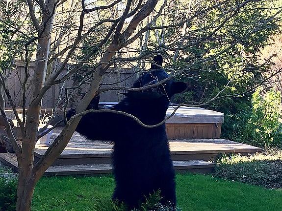 Local bear in backyard...
