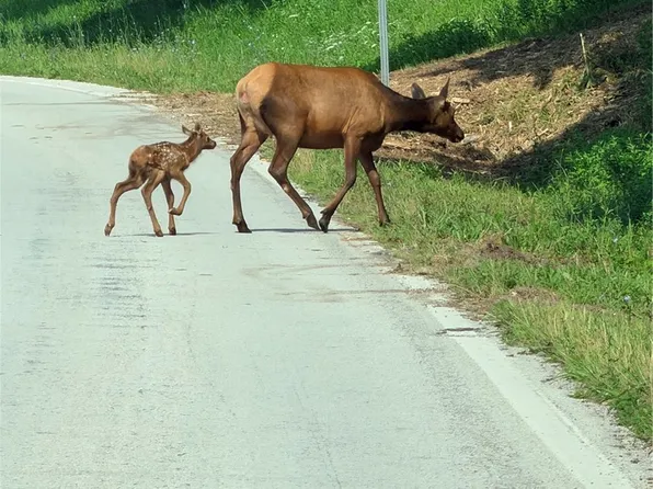 19874 State Highway 21, Ponca, AR 72670