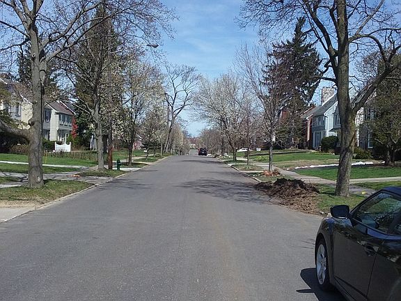 St view-flowering trees