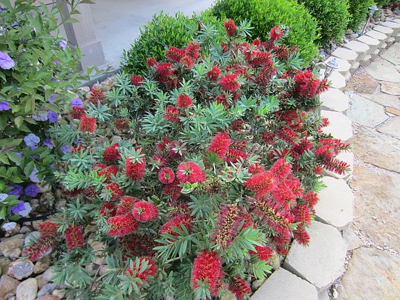 Beautiful Landscaping