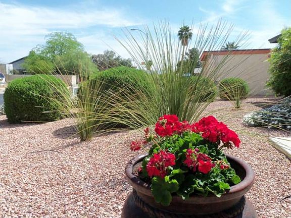 Desert Front