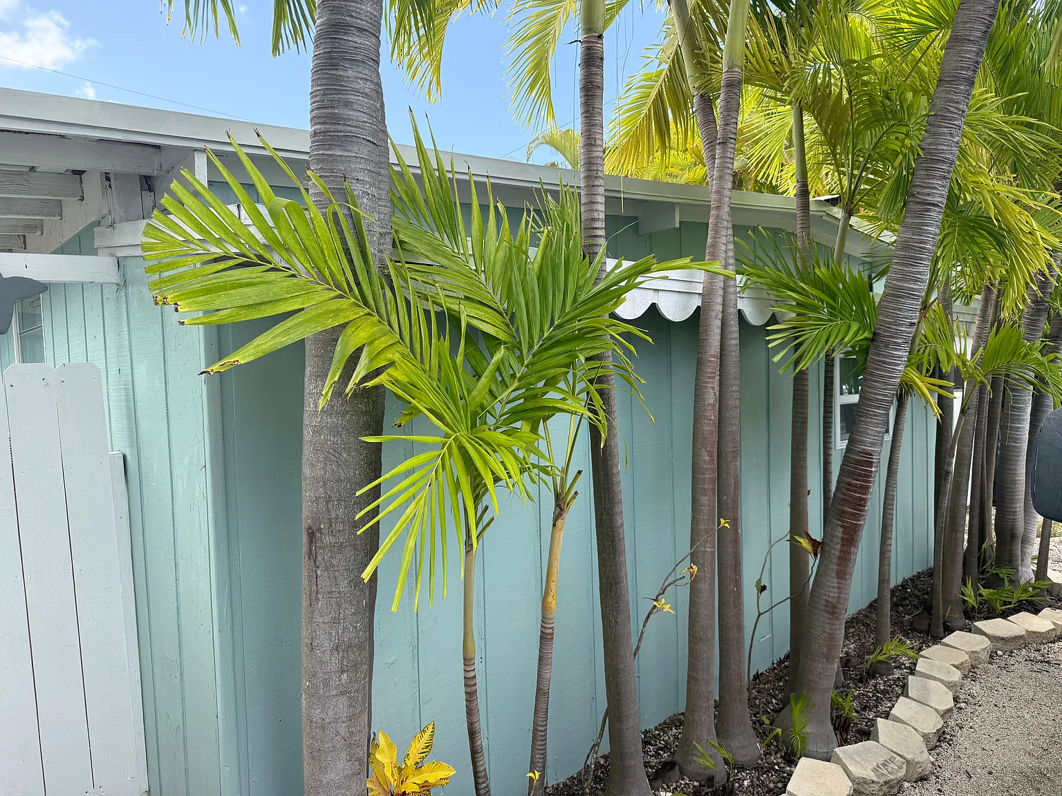 3 bed, 1000 sqft, $3,000 — Photo 3