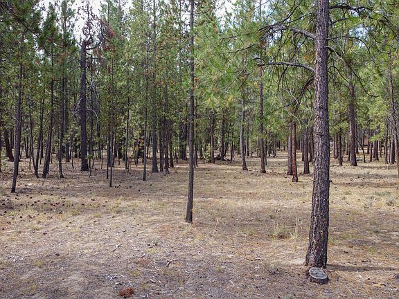4th image of 15035 Black Cottonwood