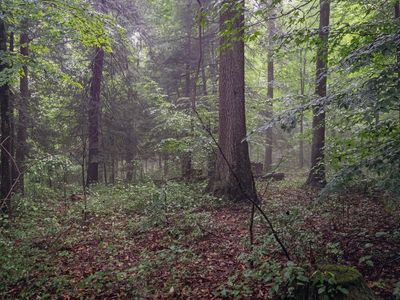 0 Whitewater Pkwy, Bruceton Mills, WV, 26525