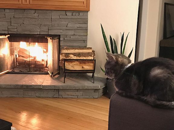 Fireplace... cat not include