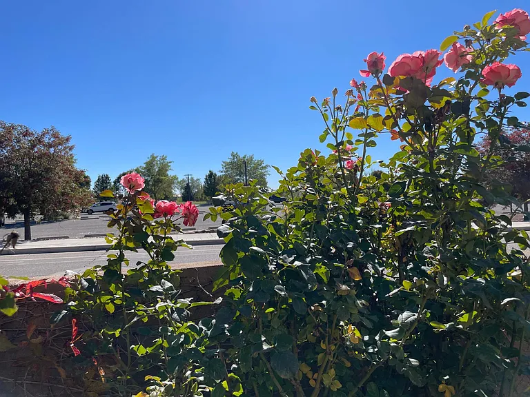 7320 Peregrine Rd NE — Photo 14