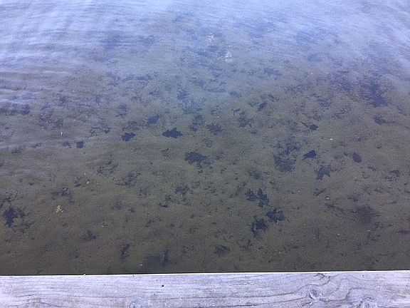 5th image of 611 Clifford Lake Dr