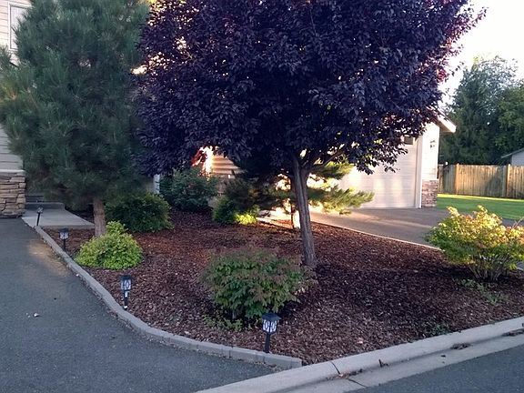 Front trees on property