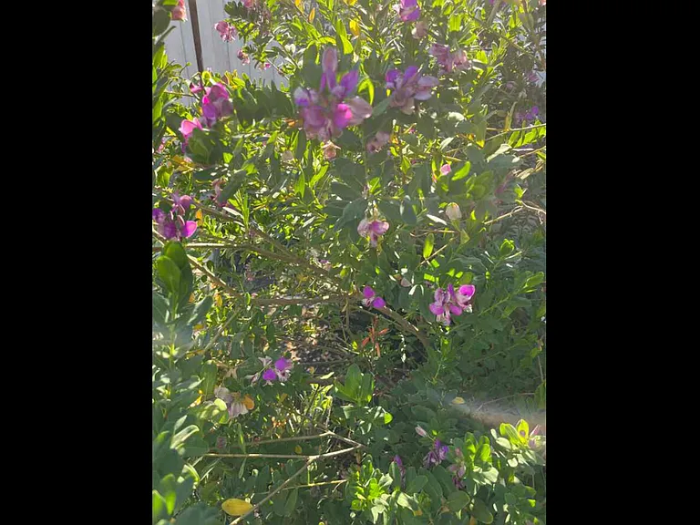Helms Ave — Photo 36