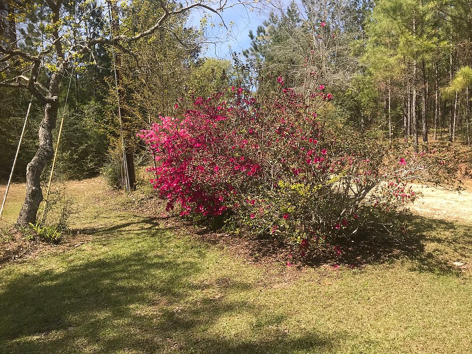 Azaleas line the driveway 
