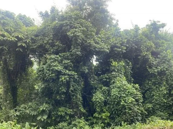 Camino Cambalache, Mayaguez, PR 00681