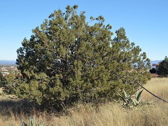 One of many Juniper Trees