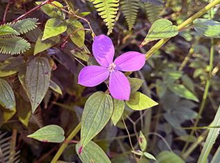 Tutu Ln LOT 371, Pahoa, HI 96778