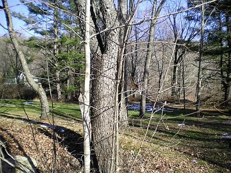 Side Yard