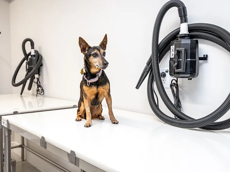 Pet-friendly community with WAG Pet Spa