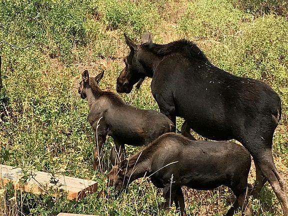 3rd image of 1456 W Navajo Rd