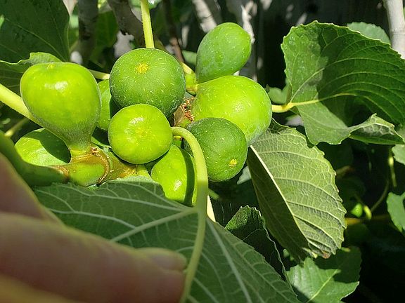 Figs