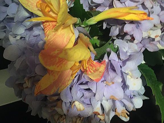 Established hydrangeas&Other