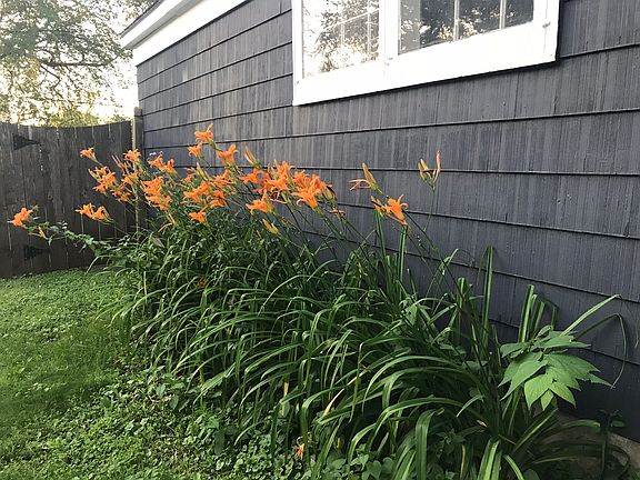 Lilies