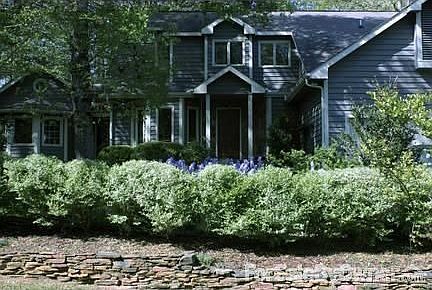 Street view
						:
						.21 acres lot. Front privet hedge provides privacy.