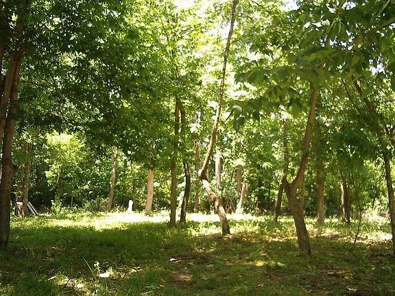 A park-like setting with multiple varieties of trees