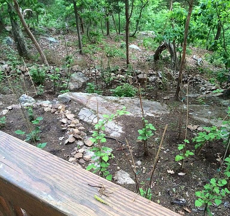 Berries garden around deck