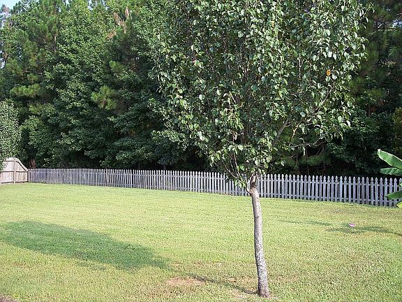 Huge Backyard (over 1/2 acre!)