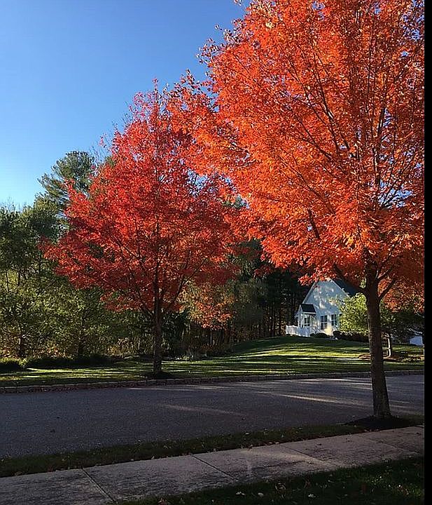 1st image of Silver Pines Blvd #0