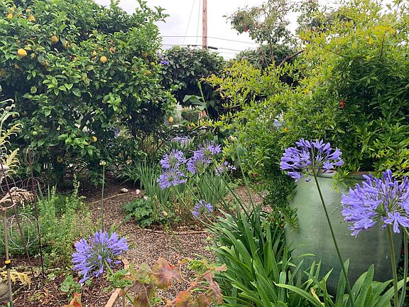 Lush front garden with lemon, lime, tangerine, and stone fruit trees